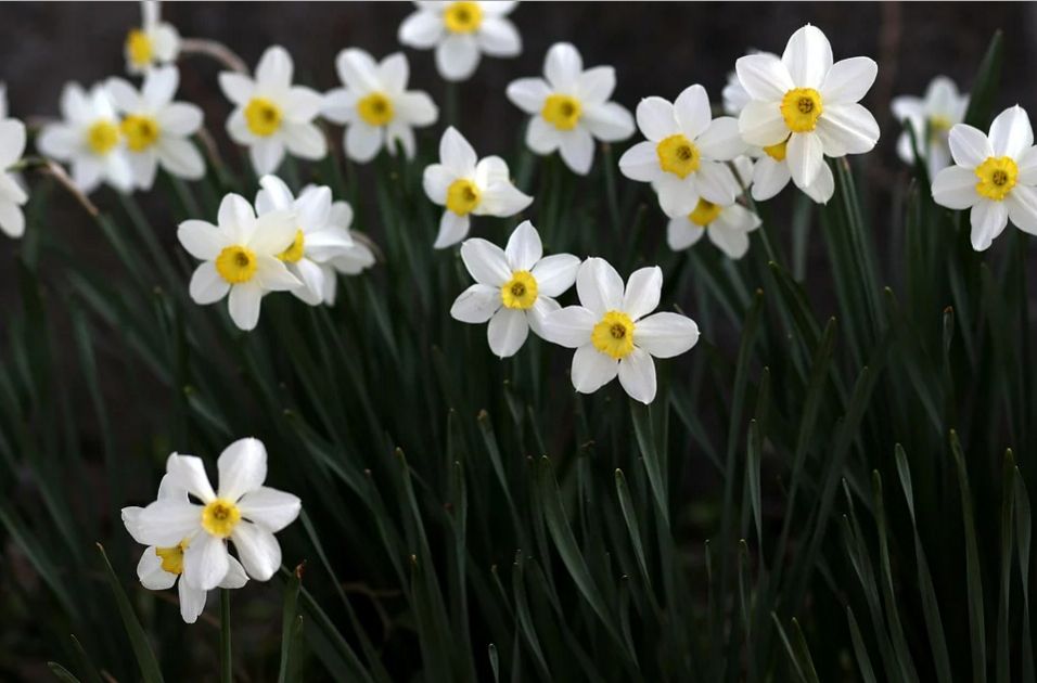 Daffodil