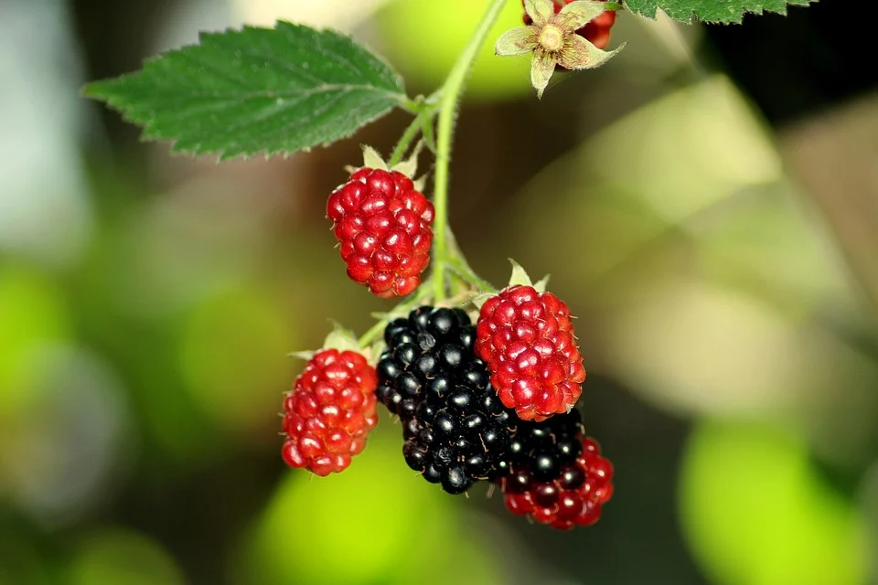 Blackberries