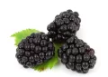 Blackberries