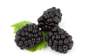 Blackberries