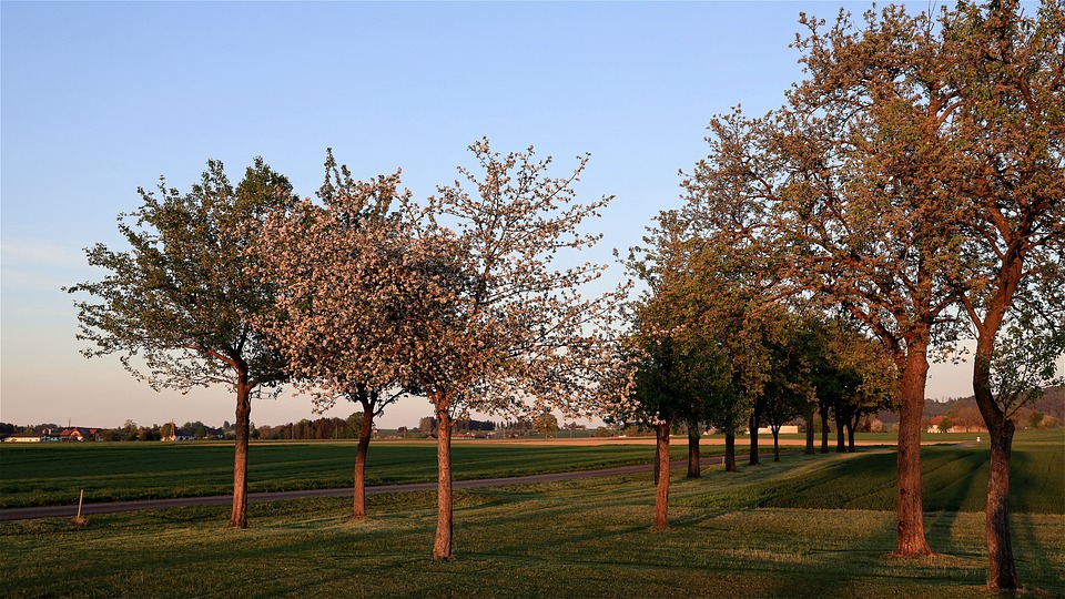 Fruit trees