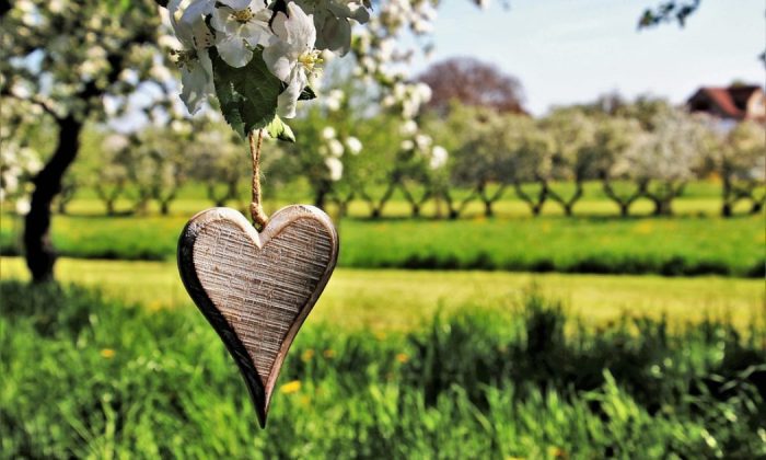 Fruit trees