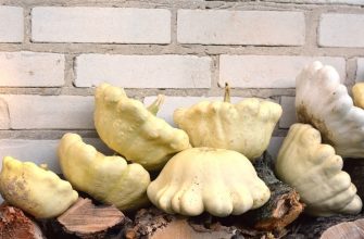 Pattypan squash