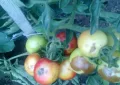 Tomato blight