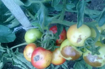 Tomato blight