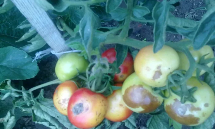 Tomato blight