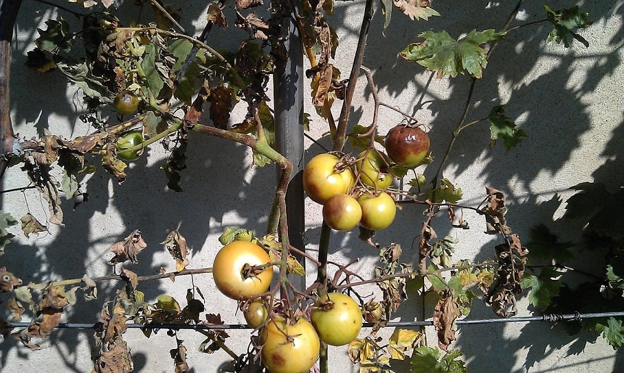 Tomato blight