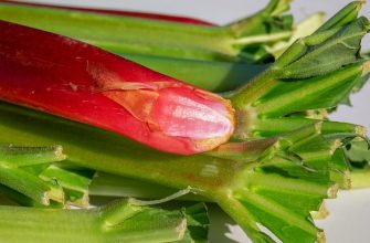 Rhubarb