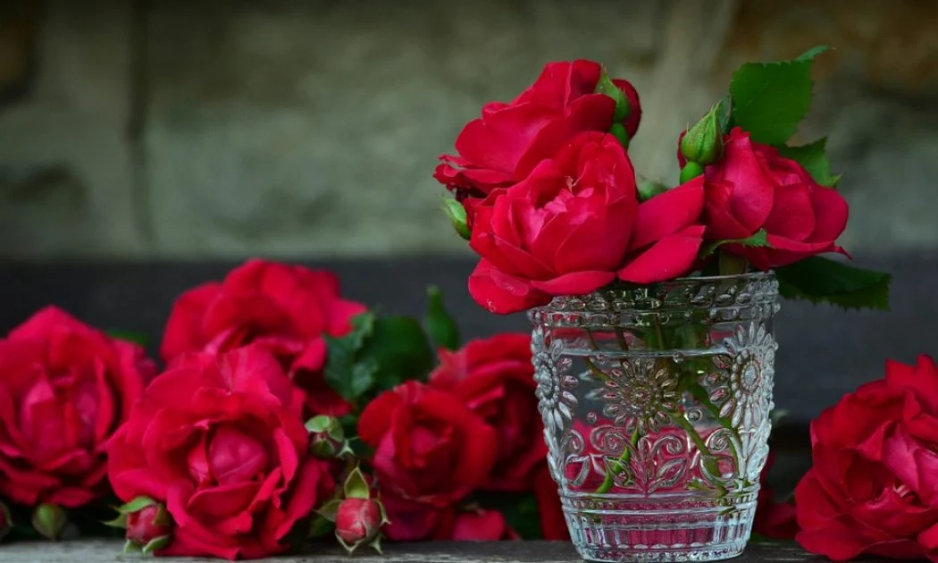 Your roses need proper nutrients