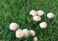 Fairy ring mushroom