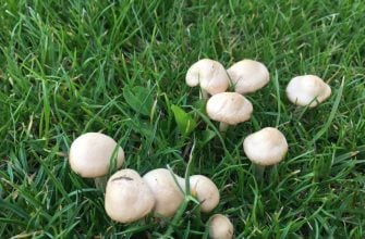 Fairy ring mushroom