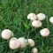 Fairy ring mushroom
