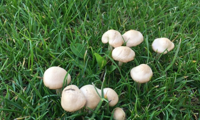 Fairy ring mushroom