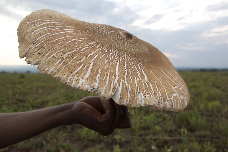 Puffball