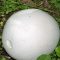 Puffball