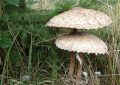 Parasol mushroom