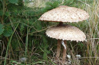 Parasol mushroom