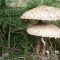 Parasol mushroom