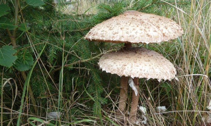 Parasol mushroom