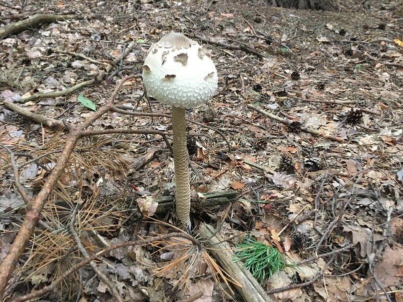 Parasol mushroom 