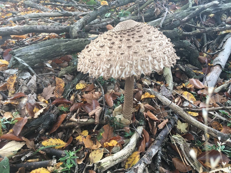 Parasol mushroom 