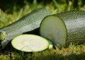 Zucchini