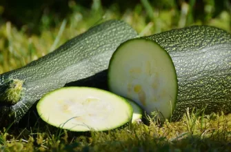 Zucchini