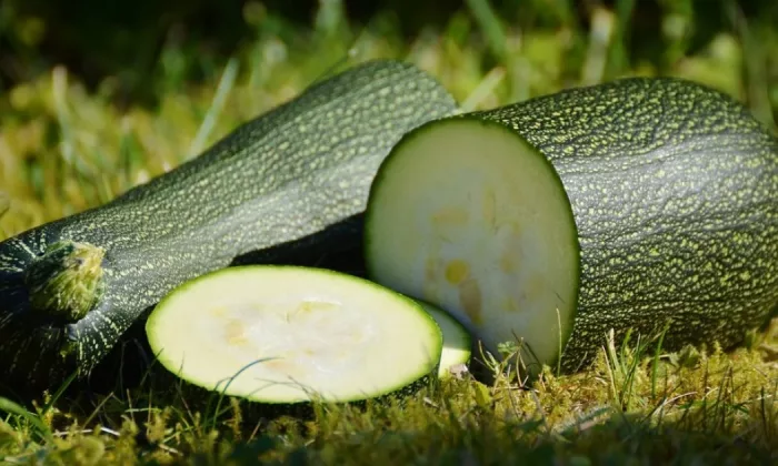 Zucchini