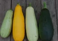 Zucchini