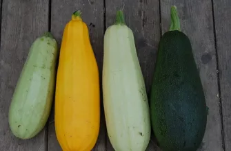 Zucchini