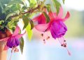 Fuchsias