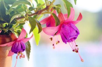 Fuchsias