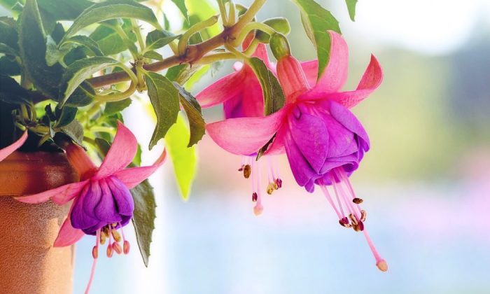 Fuchsias