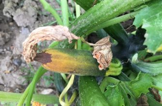 Zucchini