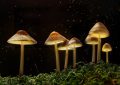 Glowing mushrooms