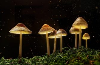 Glowing mushrooms