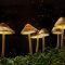 Glowing mushrooms