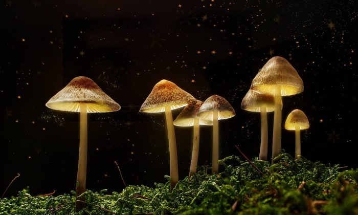 Glowing mushrooms