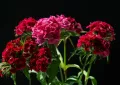 Carnations