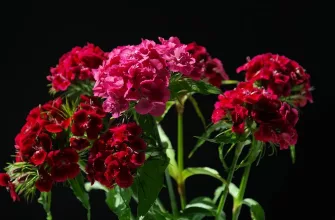 Carnations