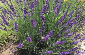 Lavender