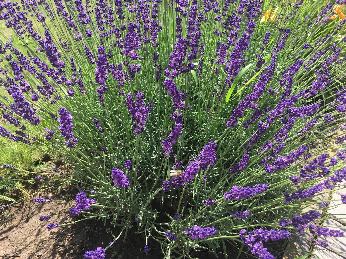 Lavender