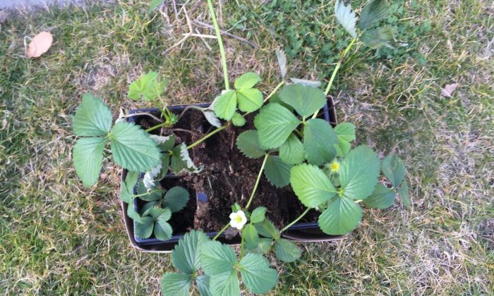 Strawberries