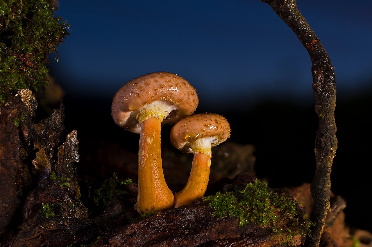 Glowing mushrooms 