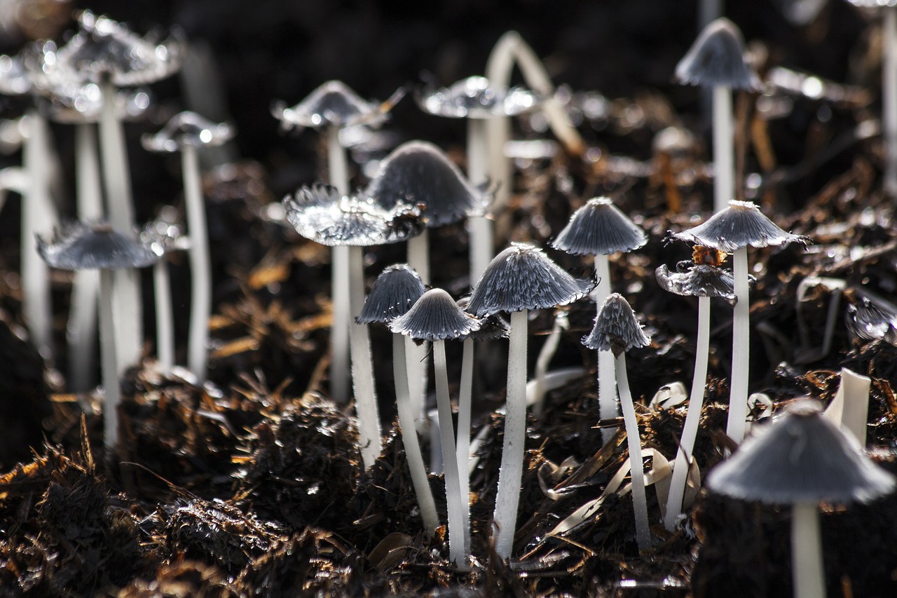 Glowing mushrooms 