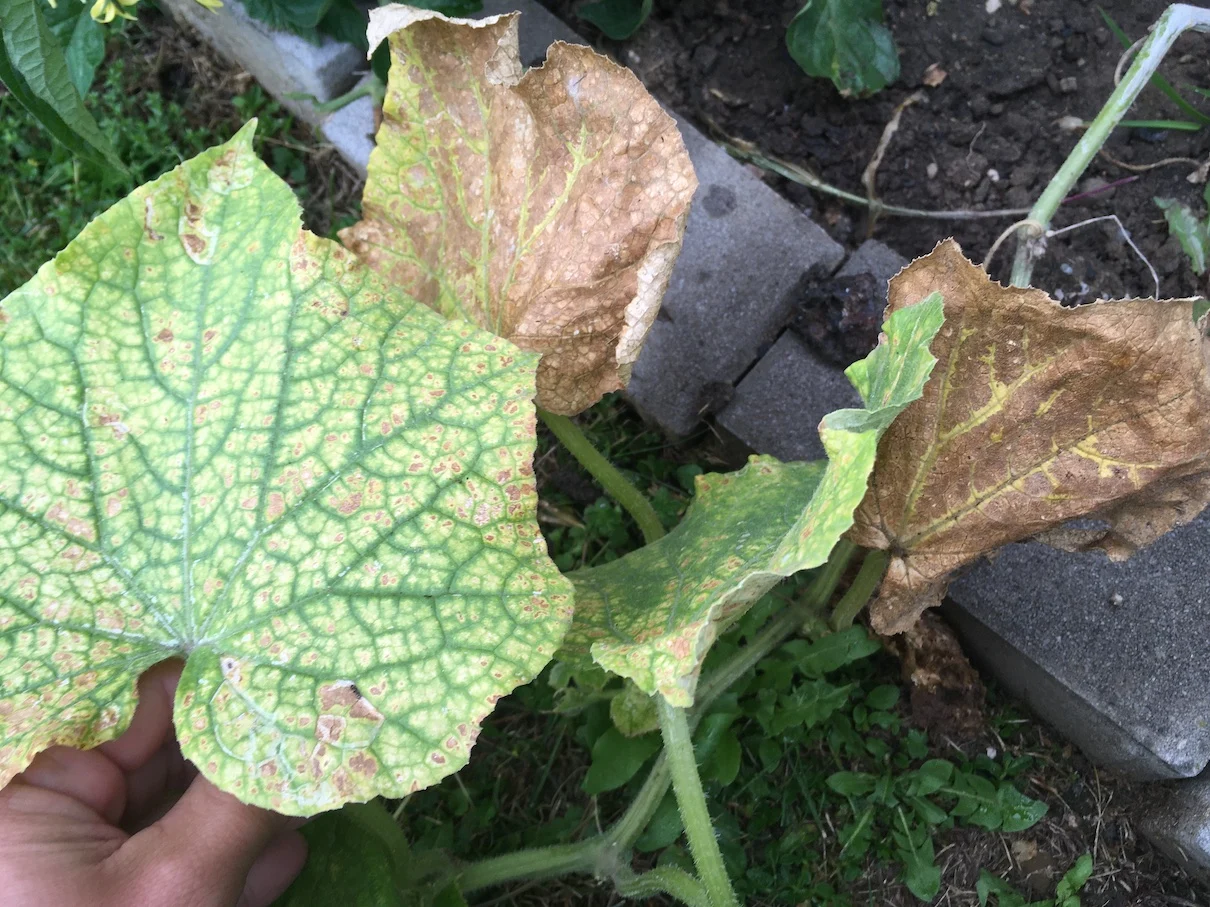 Cucumbers