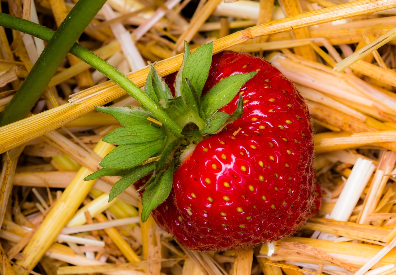 Strawberries