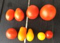 Tomatoes
