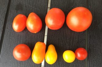 Tomatoes