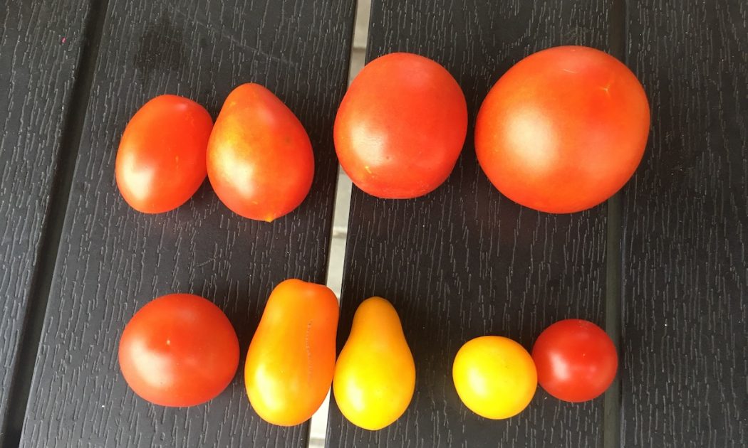 Tips how to make tomatoes sweeter. There are more options